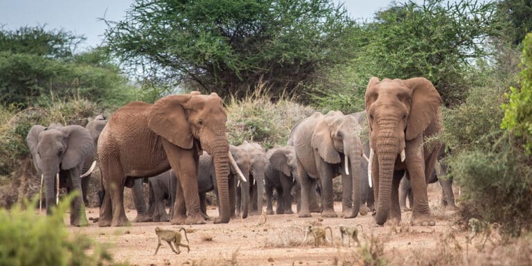 iRideNairobi - Long Tours - Kenya Tanzania Highlights-2